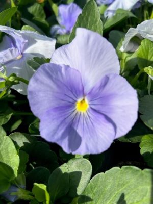 PANSY Spring Matrix Blue